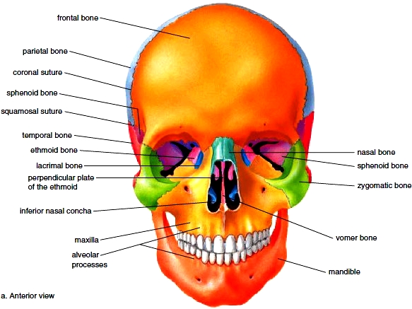 Axial Skeleton Skull Bones Of The Cranium Bones Of The Face Hyoid Bone